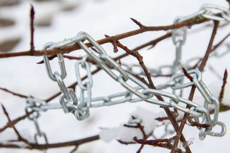 Metal chain hanging on a bush branch in winterの写真素材