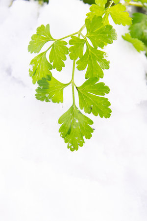 Green parsley grows in the garden in winter under the snowの写真素材