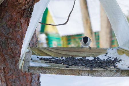 A bird feeder hangs on a tree in the village yardの写真素材