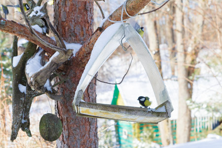 A bird feeder hangs on a tree in the village yardの写真素材