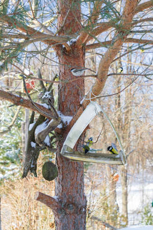 A bird feeder hangs on a tree in the village yardの写真素材