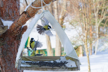 A bird feeder hangs on a tree in the village yardの写真素材