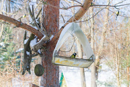 A bird feeder hangs on a tree in the village yardの写真素材