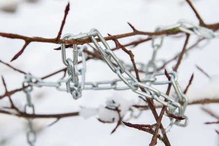 Metal chain hanging on a bush branch in winterの写真素材