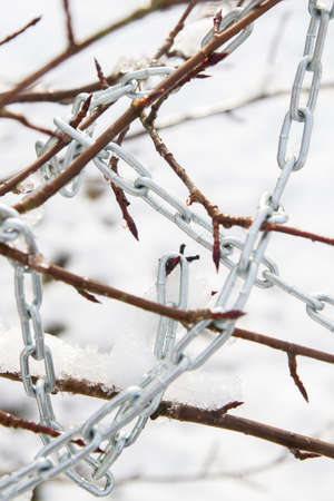 Metal chain hanging on a bush branch in winterの写真素材