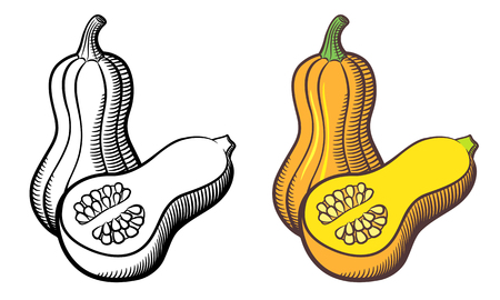 Illustration of butternut squash. Outline and colored version. Isolated on whiteのイラスト素材