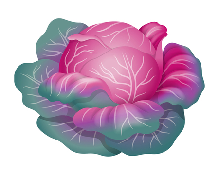 Red cabbage. Realistic vector illustration. Isolated on whiteのイラスト素材