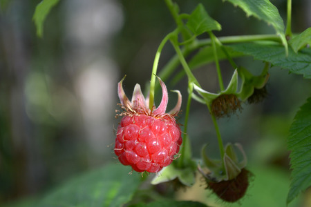 Fresh raspberry on the branch. Close up, blurred background