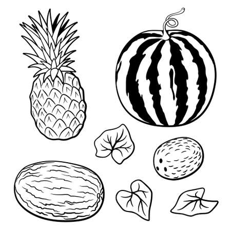 Set of tropical fruits. Watermelon, pineapple, melon and coconut. Black and white contour drawingのイラスト素材