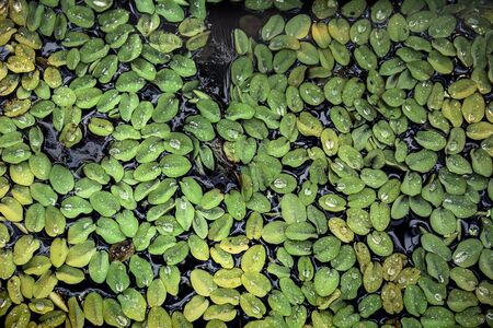 Small green plants float on the water.