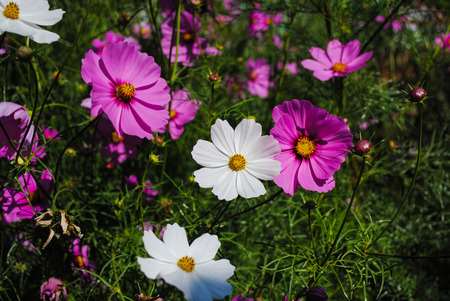 Beautiful flowers many colors for home decorの写真素材