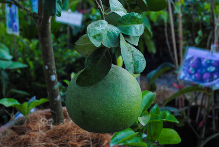 fruit called grapefruit, useful and very good vitamin.の写真素材