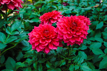 Flower Garden me in front of the house.の写真素材