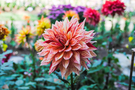 Flower Garden me in front of the house.の写真素材