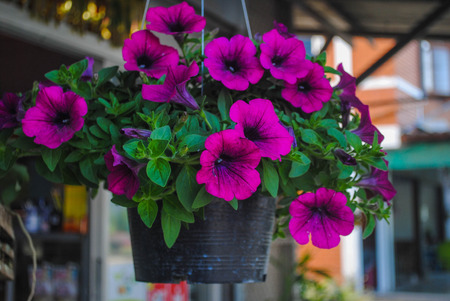 flower  Petunia Pink in House.の写真素材