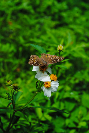 butterfly and flower in gerden.の写真素材