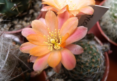 Blooming with pink yellow flowers aylostera cactusの写真素材