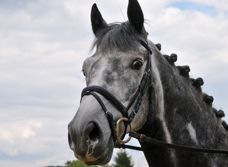 Portrait of gray horse looking with interestの写真素材