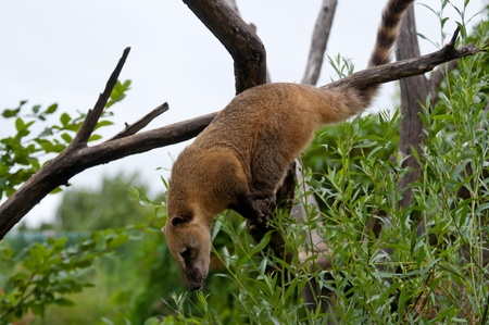 Coati close up on the tree looking for foodの写真素材