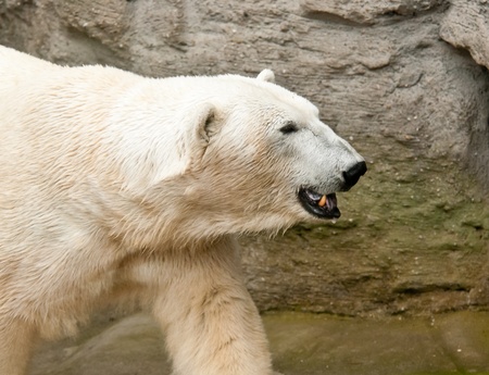 Head od walking polar bearの写真素材