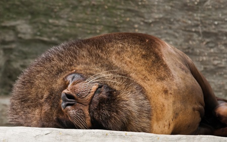 Portrait of the peacefully sleeping sea lionの写真素材