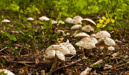 Many parasol mushrooms growing in group in the forestの写真素材
