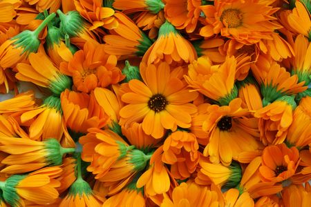 It is a lot of flowers of a medicinal calendula. Flowers are collected that them to dry up and use in medicine.の写真素材