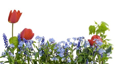 Border, postcard, background  from spring flowers  of Myosotis and Tulips. Isolated on white.の写真素材