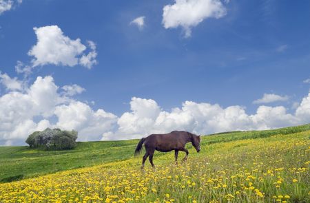 The bay horse is grazed on a spring meadow against the sky.の写真素材