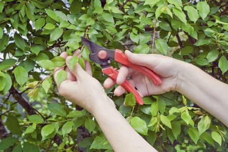 Accurate careful a scrap of a decorative bush of wild plum.