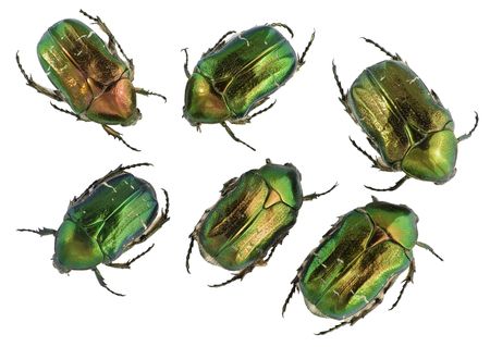 Six emerald gold bugs の写真素材
