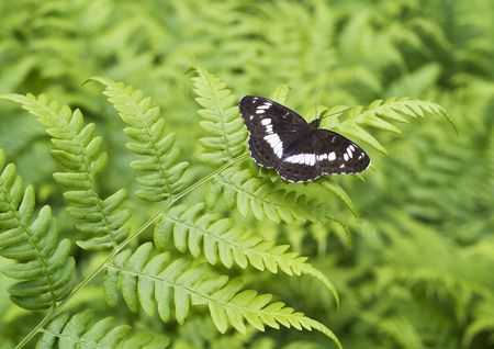 The black butterfly on green fern sheet background. Selective focus.の写真素材