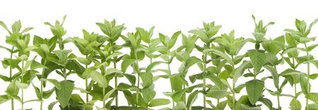 Border from a fresh  garden peppermint の写真素材