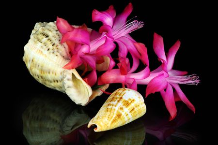 Marine cockleshell with a  pink  flower の写真素材