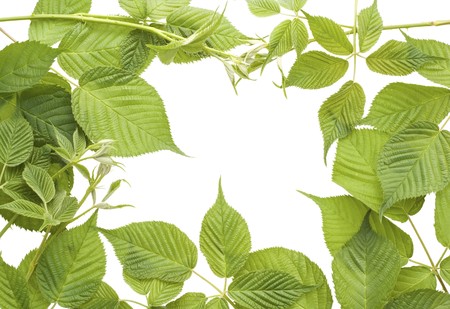 Frame texture card from leaves  of garden  blackberry. Isolated on white.
