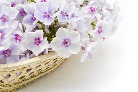 Basket with pink phloxes close-up postcard backgroundの写真素材