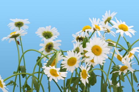 Set of camomiles. Isolated on sky cyan.の写真素材
