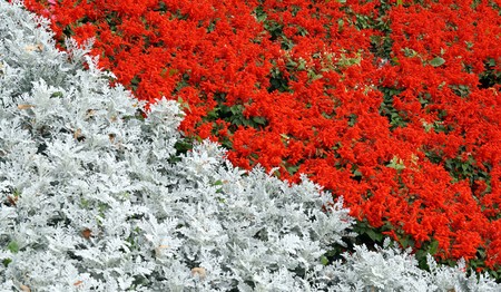 Red and gray plants on bed  backgroundの写真素材