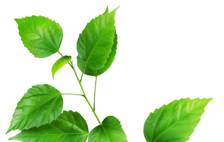 Fresh green branche of home  plant. Isolated on wihite. の写真素材