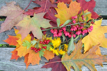 Autumn leaves on wooden bench backgroundの写真素材