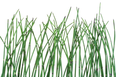Horsetail  Equisetum plant  isolated  on white backgroundの写真素材
