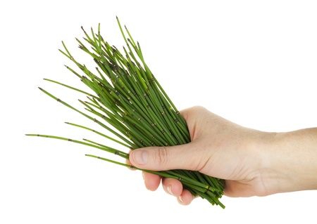 Hand and herb (Horsetail, Equisetum). The concept of green natural medicine. Isolated on whiteの写真素材