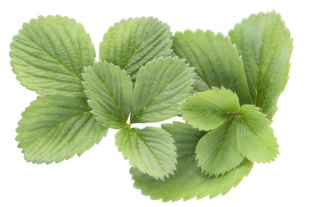 Spring leaves of garden  strawberry macro background isolatedの写真素材