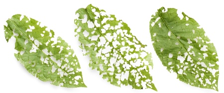 Leaves of a wood hazel grove, corroded wreckers insects caterpillars macro, lie on a white tableの写真素材