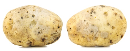 Big yellow potato macro texture isolated on whiteの写真素材