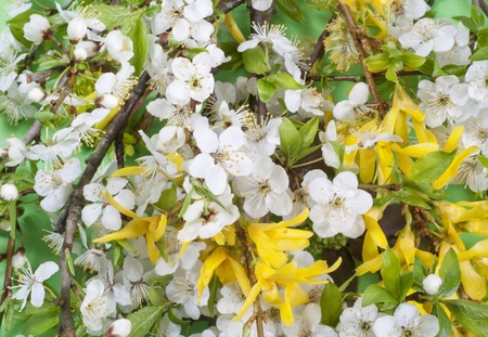 Blossoming springs  wild plum  and 