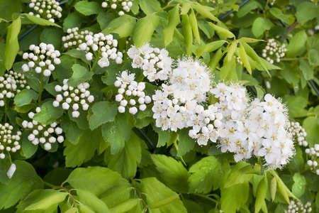 The magic spring plant blossoming background. Selective focus