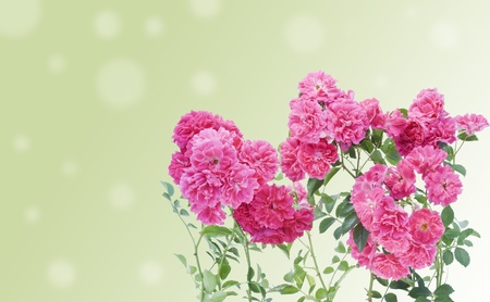 Pink roses branches on abstract background postcardの写真素材