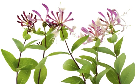 Isolated on white decorative Honeysuckle  flowers boderの写真素材