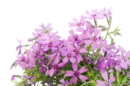 Gentle pink flowers postcard isolated. Selective focusの写真素材